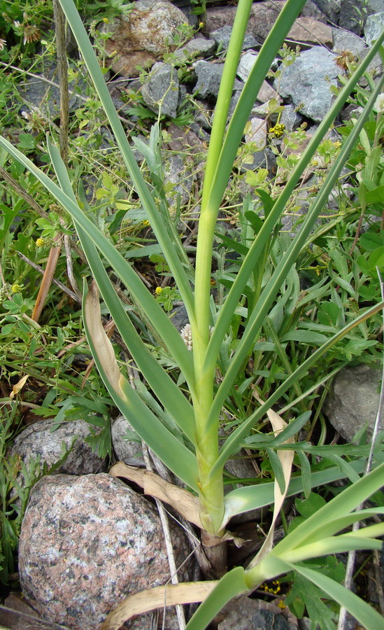 Image of Allium carolinianum specimen.