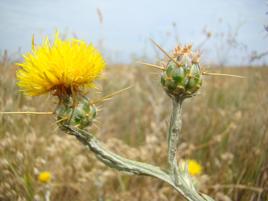 Image of Centaurea solstitialis specimen.