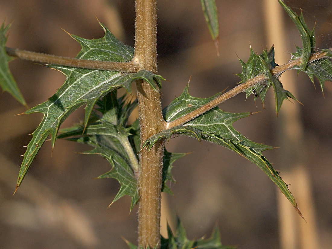 Image of Carthamus lanatus specimen.