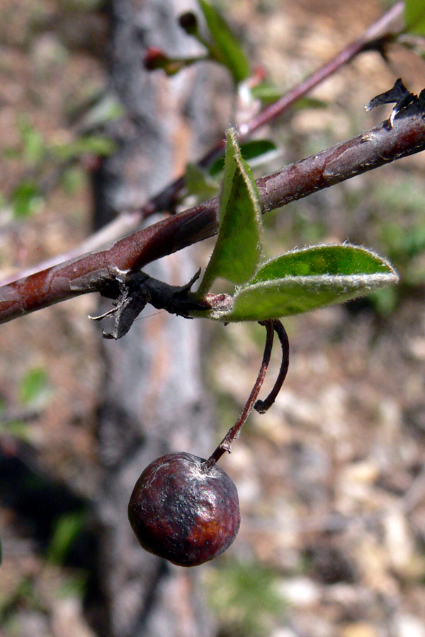 Image of Cotoneaster melanocarpus specimen.