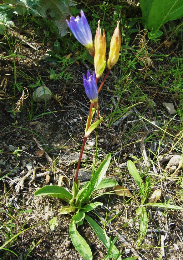 Image of Gentiana olivieri specimen.