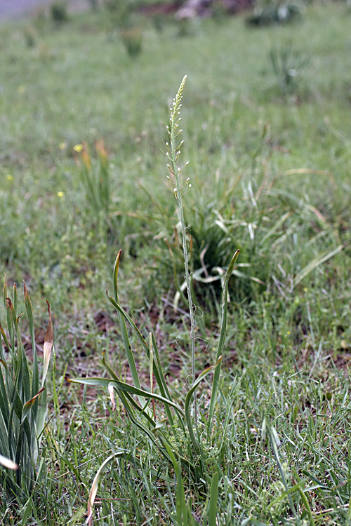 Изображение особи род Eremurus.