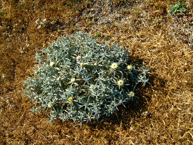 Image of Atractylis carduus specimen.