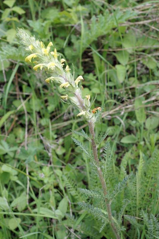 Image of Pedicularis talassica specimen.