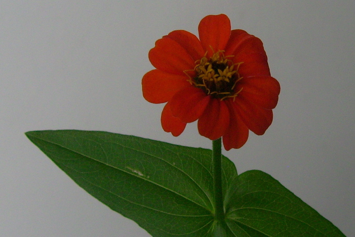 Image of Zinnia elegans specimen.