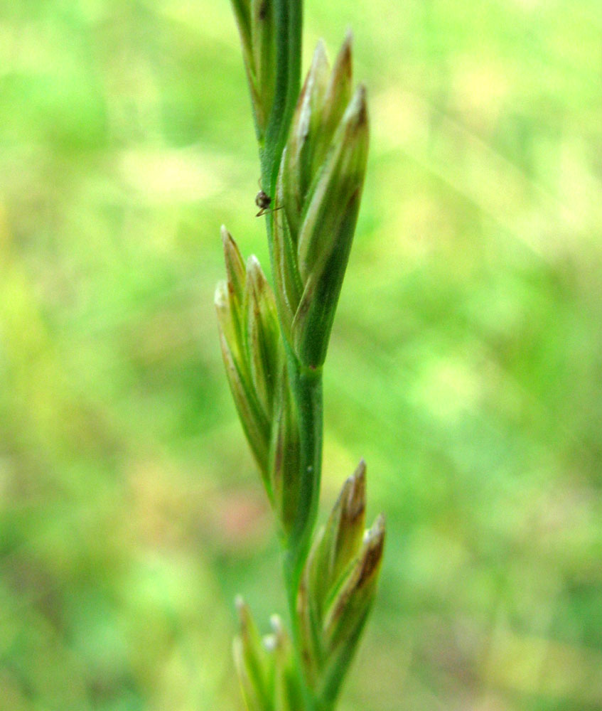 Image of Lolium perenne specimen.