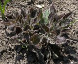 Hieracium maculatum