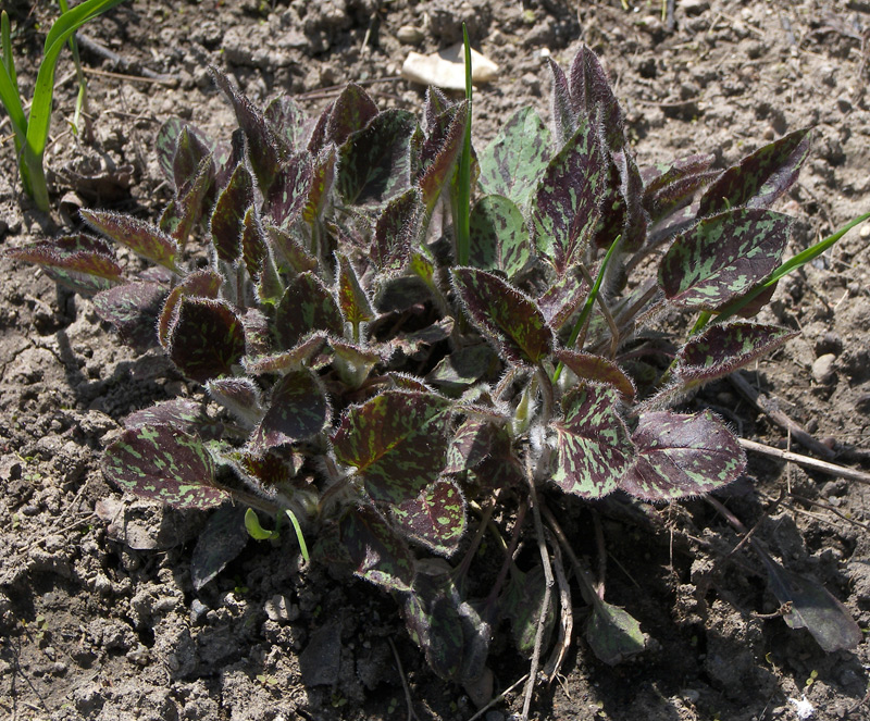 Image of Hieracium maculatum specimen.