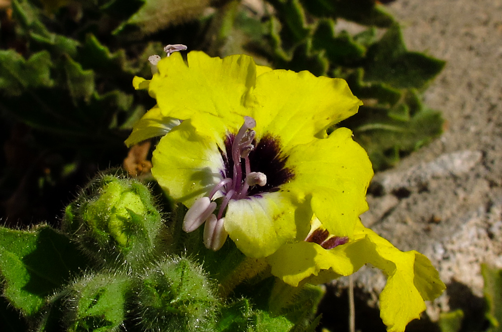 Image of Hyoscyamus aureus specimen.