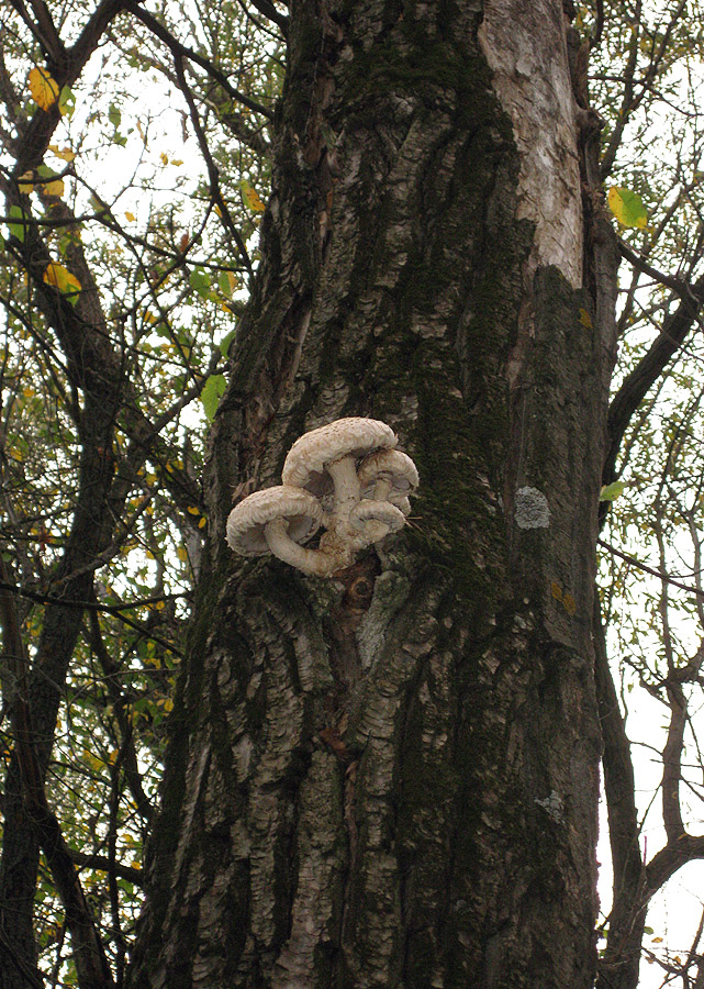 Image of Populus nigra specimen.