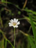 Stellaria filicaulis. Цветок. Приморский край, г. Находка. 13.06.2012.