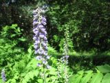 Delphinium fissum