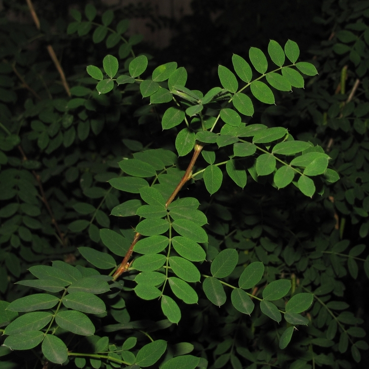 Изображение особи Caragana arborescens.