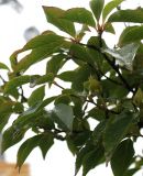 Stewartia pseudocamellia