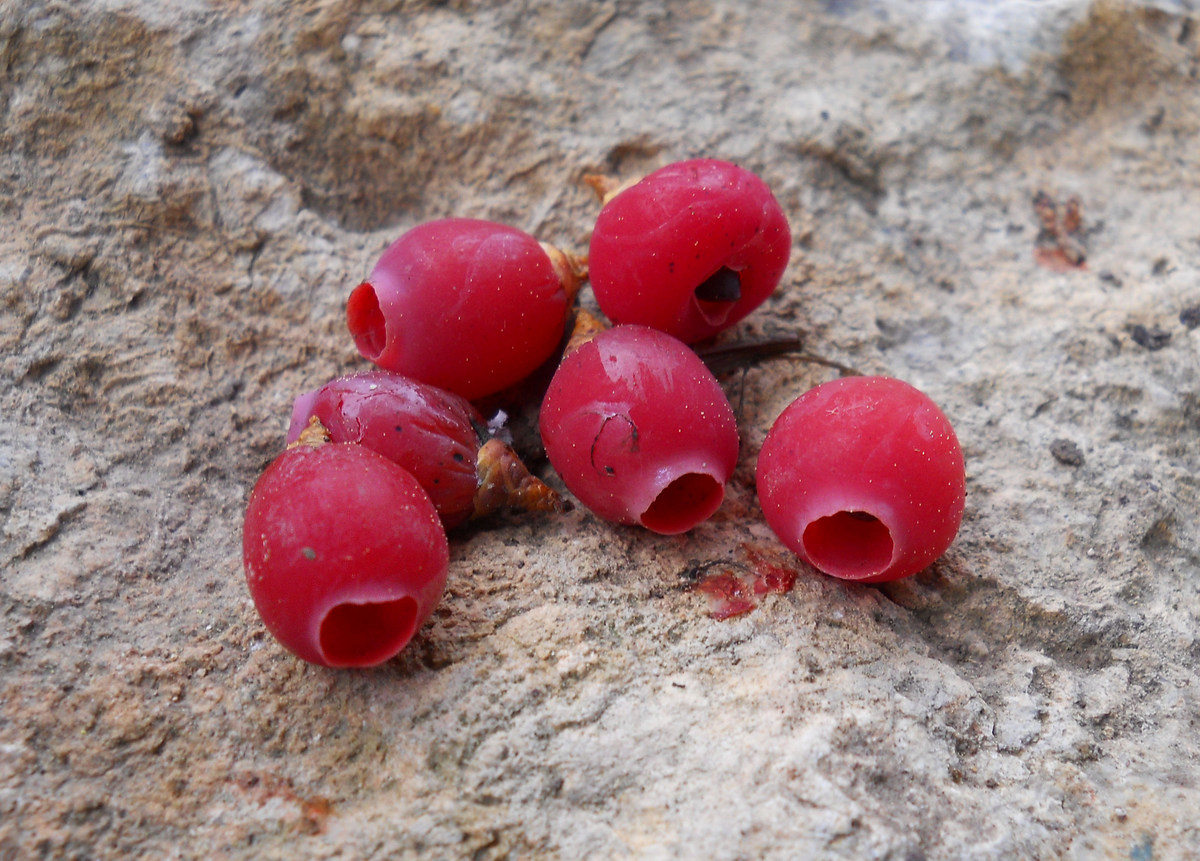 Изображение особи Taxus baccata.