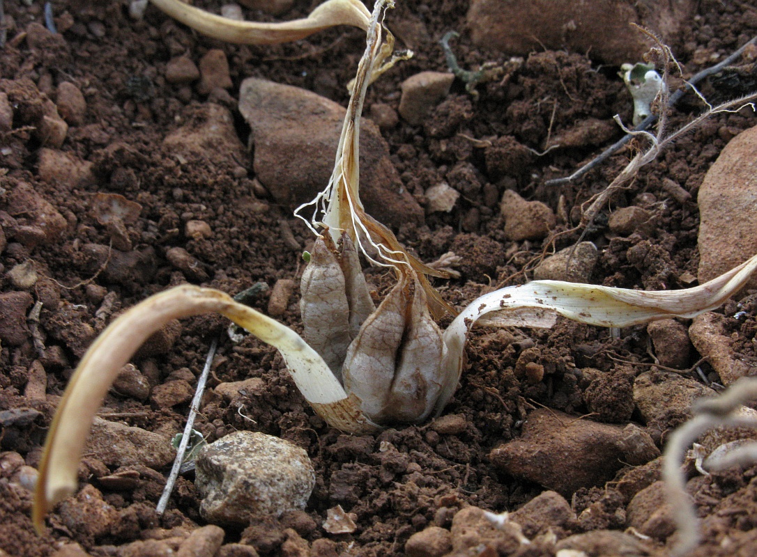 Image of Colchicum triphyllum specimen.