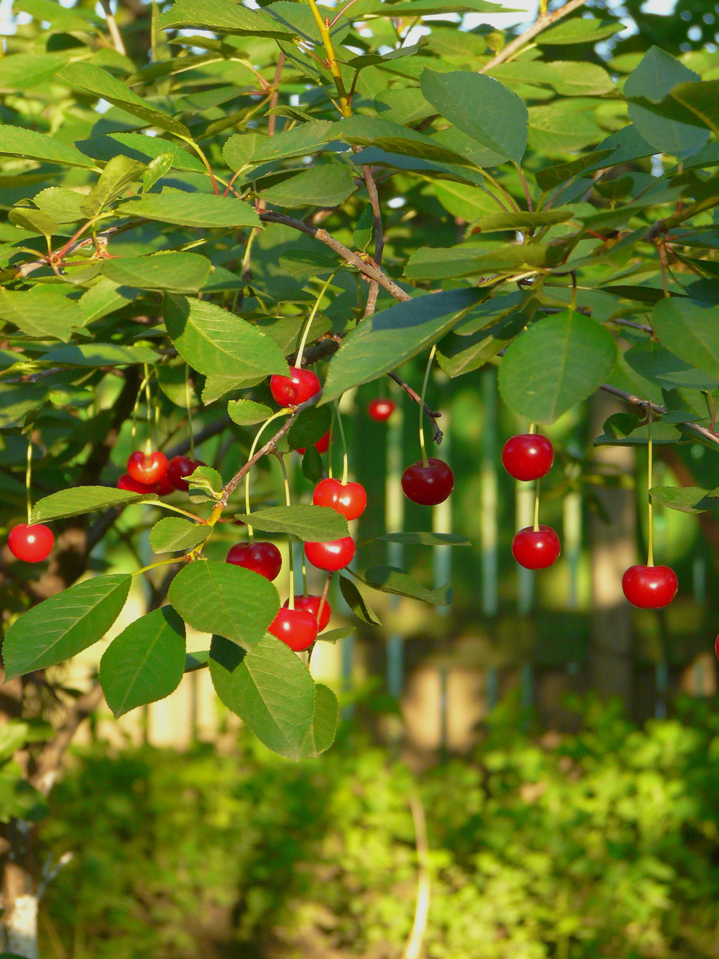 Изображение особи Cerasus vulgaris.