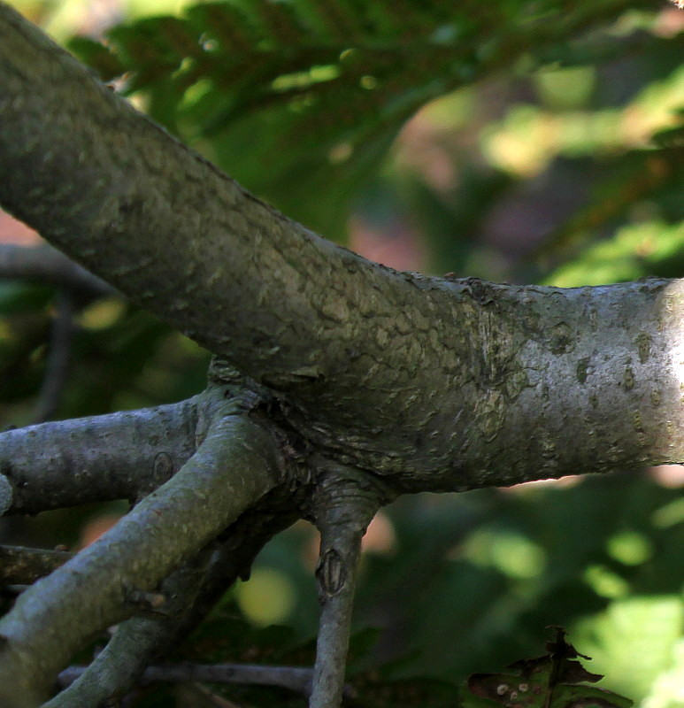 Image of Myrica pensylvanica specimen.