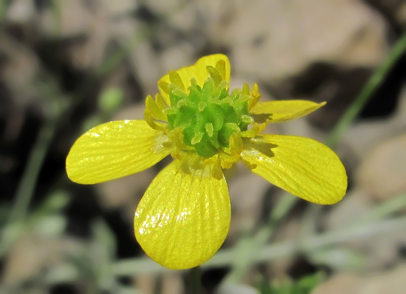 Изображение особи род Ranunculus.