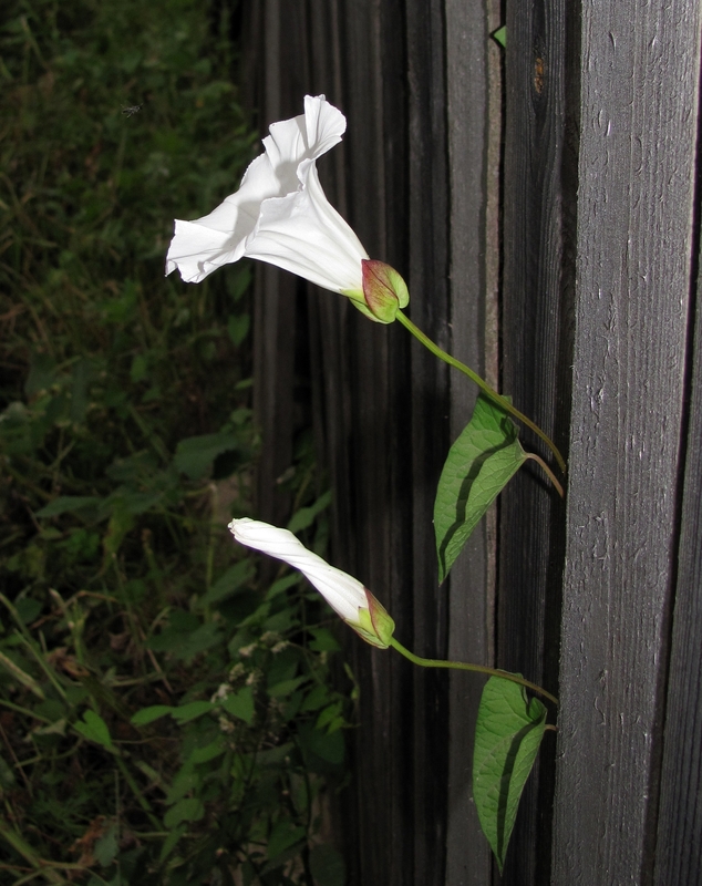 Image of Calystegia sepium specimen.