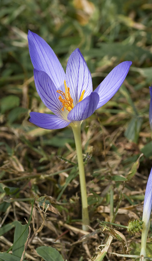 Image of Crocus speciosus specimen.