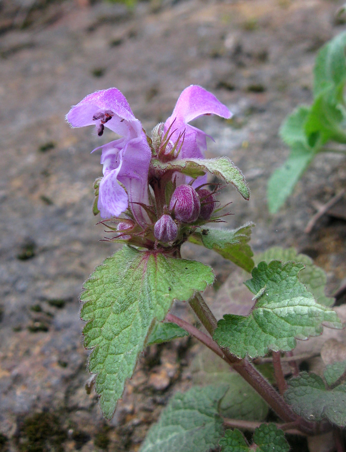 Image of Lamium maculatum specimen.