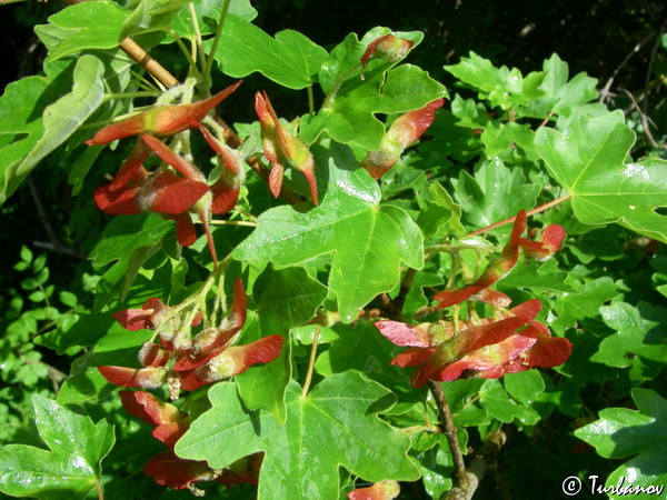 Image of Acer campestre specimen.