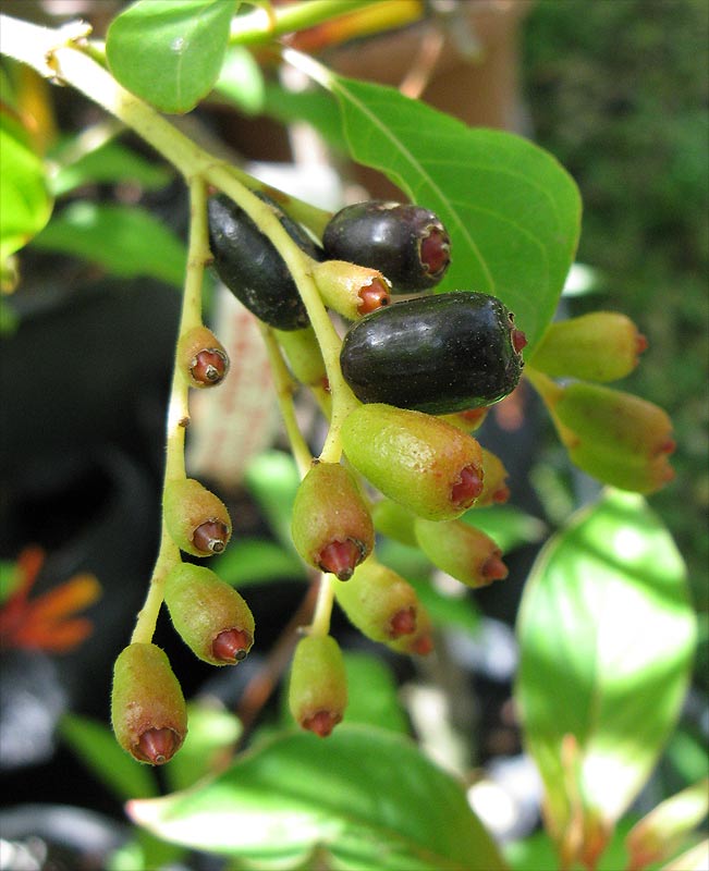 Image of Hamelia patens specimen.