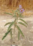 Solanum elaeagnifolium. Цветущее растение. Израиль, г. Беэр-Шева, рудеральное местообитание. 29.06.2013.