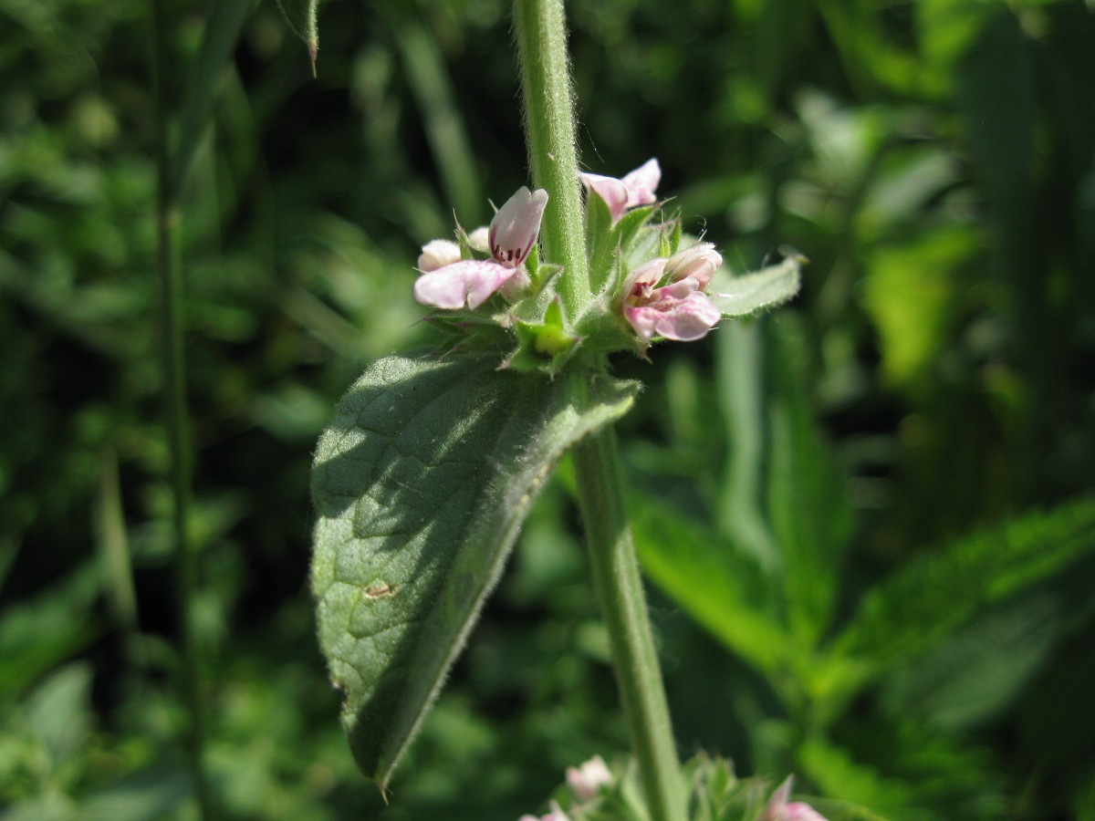 Изображение особи Stachys setifera.