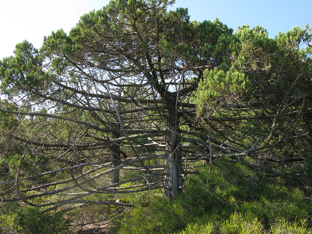 Изображение особи Juniperus excelsa.