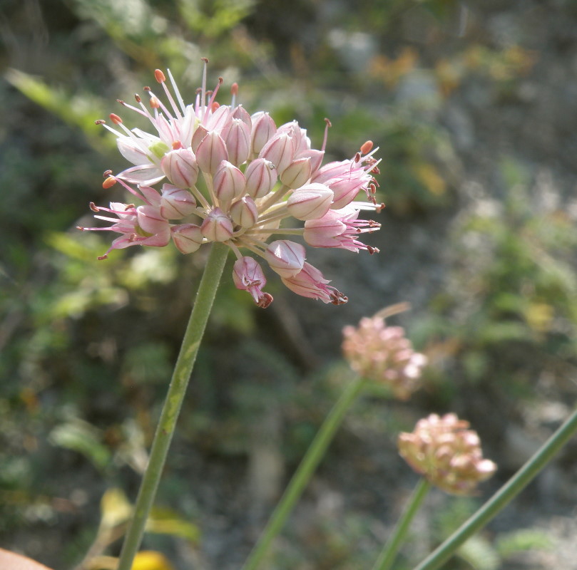 Image of Allium psebaicum specimen.