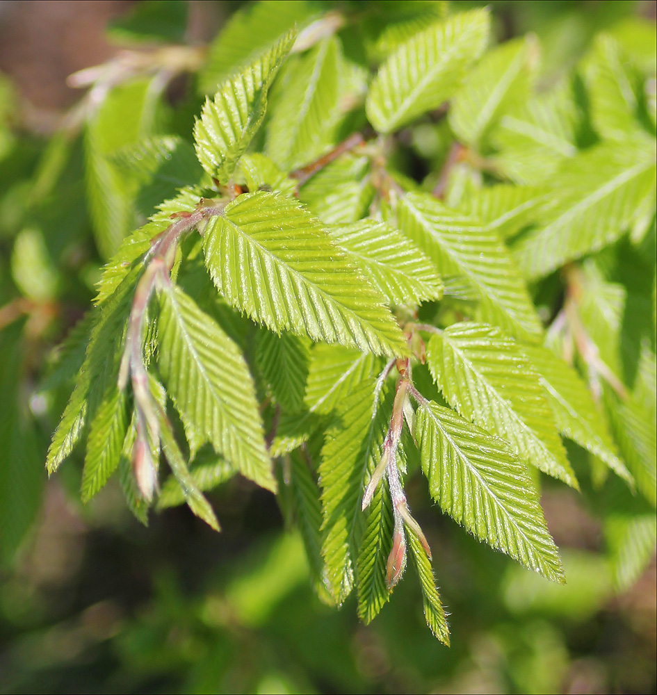 Image of Carpinus orientalis specimen.