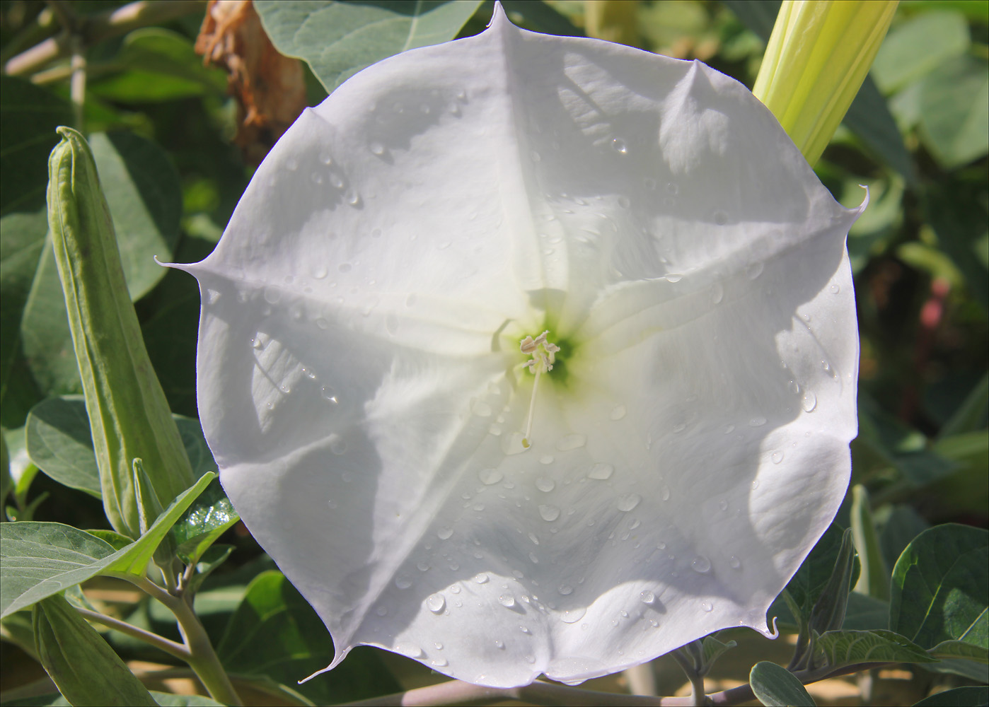 Image of Datura innoxia specimen.