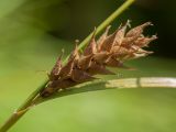 Carex hirta. Зрелое соплодие. Белоруссия, Витебская обл., пос. Езерище, сухой лужок. 04.08.2013.