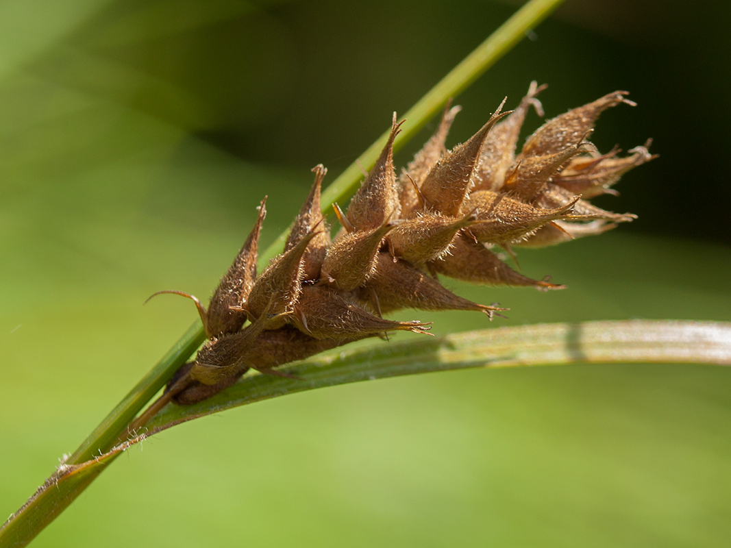 Image of Carex hirta specimen.