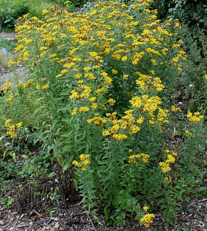 Image of Inula helvetica specimen.