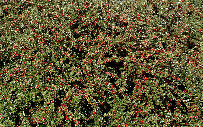 Image of genus Cotoneaster specimen.