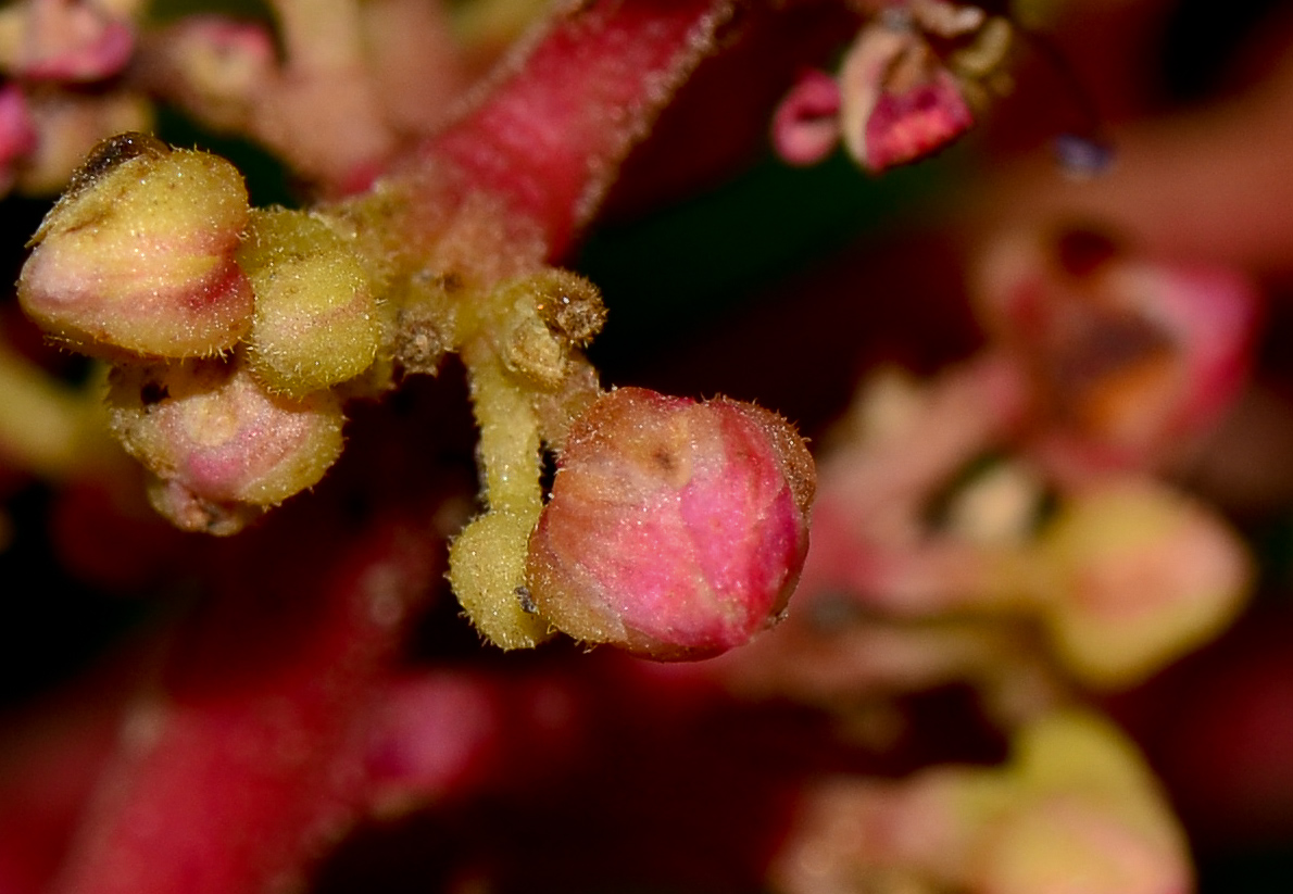 Image of Mangifera indica  specimen.