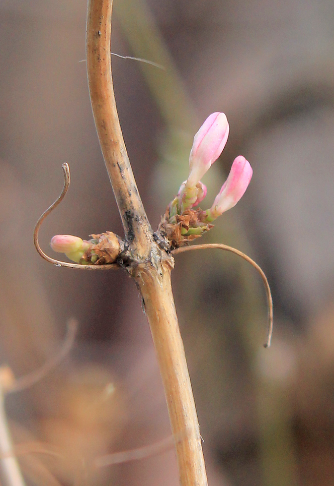 Изображение особи Lonicera tatarica.