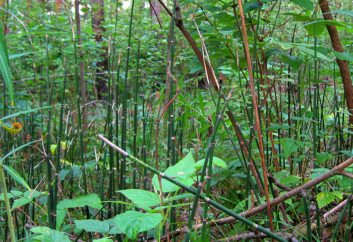 Изображение особи Equisetum hyemale.