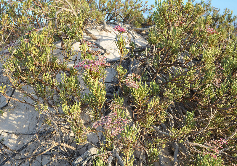 Image of Limonium sokotranum specimen.