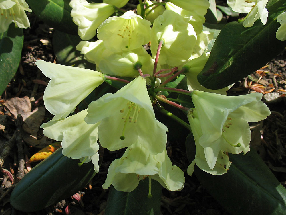 Image of Rhododendron campylocarpum specimen.