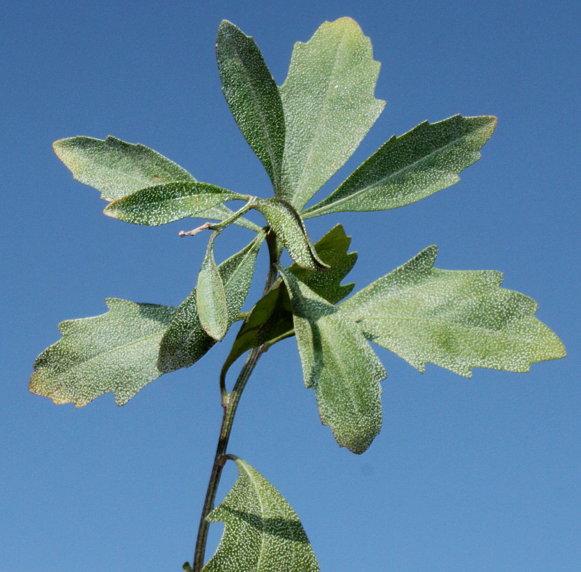 Image of Baccharis halimifolia specimen.