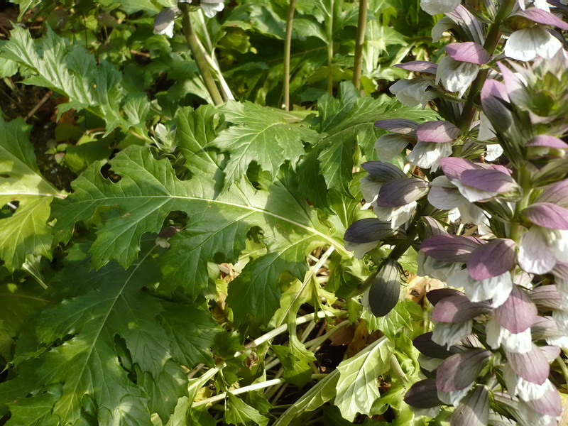 Изображение особи Acanthus mollis.