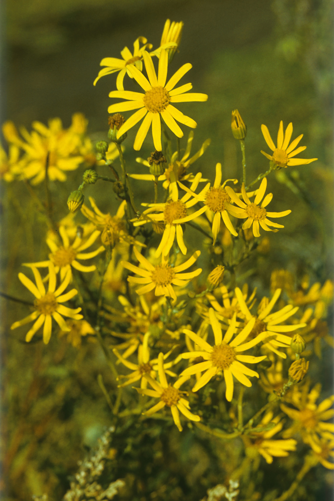 Image of Senecio erucifolius specimen.