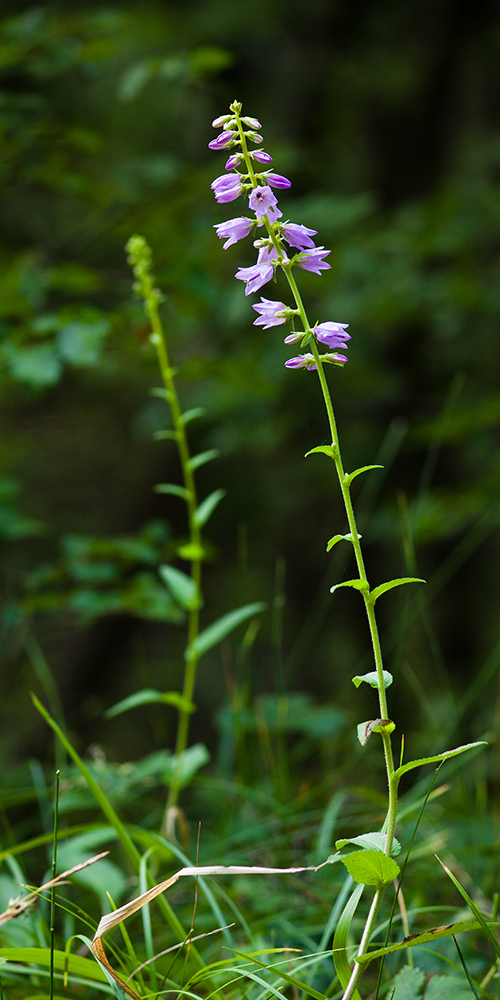 Изображение особи Campanula ruthenica.