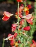 Cytisus × praecox. Верхняя часть побега с цветками и бутонами ('Hollandia'). Германия, г. Дюссельдорф, Ботанический сад университета. 04.05.2014.