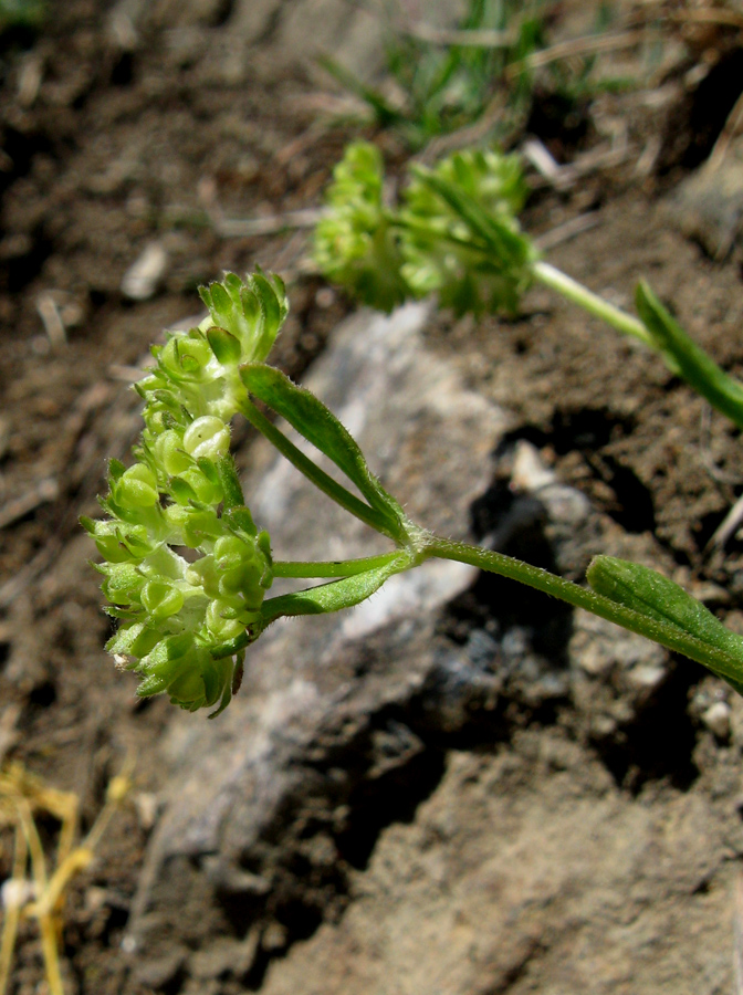 Изображение особи Valerianella turgida.