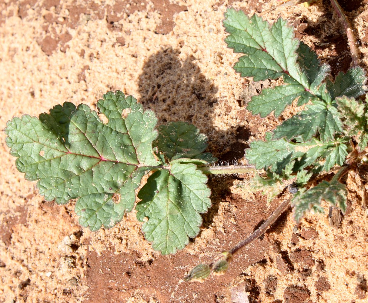 Image of Erodium gruinum specimen.